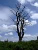 atree