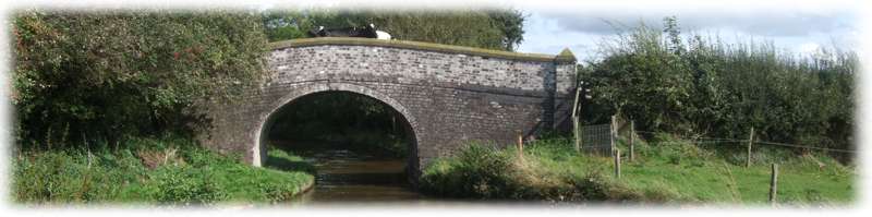 Cows on the bridge - Llangollen Canal