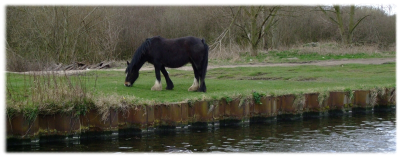 Grazing canalside