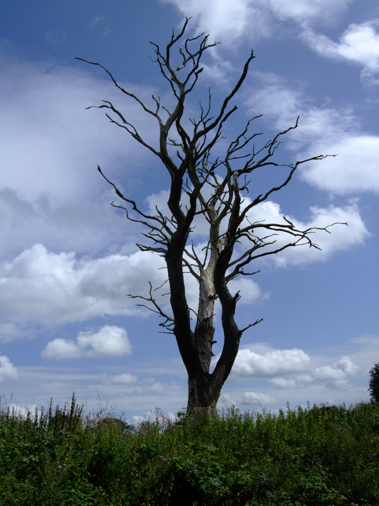 atree